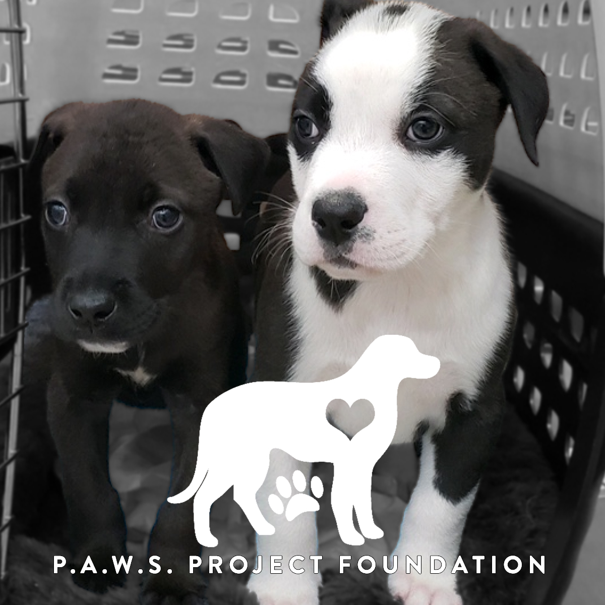 Photo of puppies in a shelter as part of the PAWS Project with their logo.