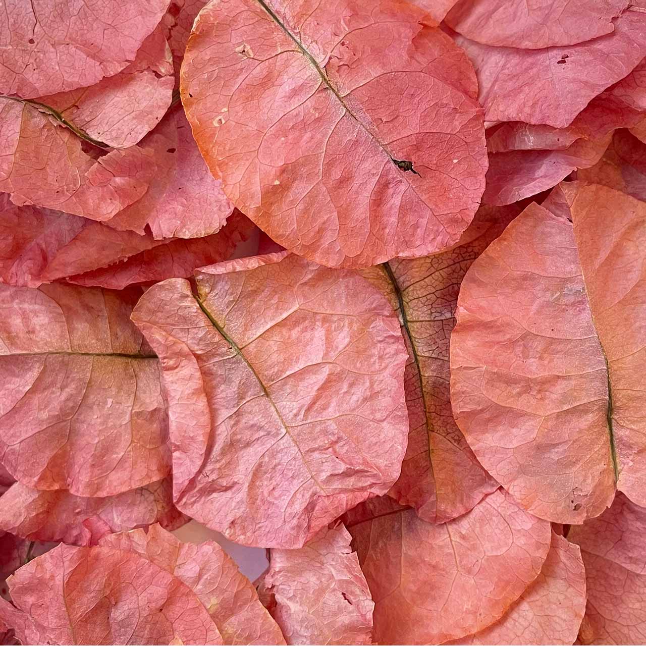 Close-up shot of pastel pink coral bougainvillea flower petals for spring flower jewelry.