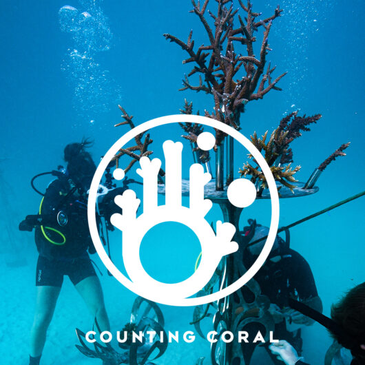 Underwater shot of divers and coral, with Counting Coral's logo and text overlaid atop.