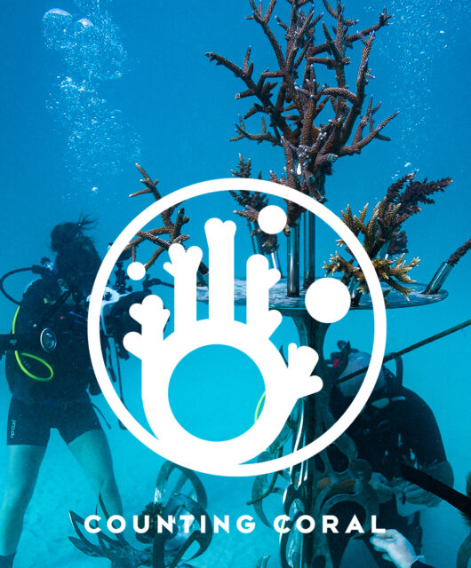Underwater shot of divers and coral, with Counting Coral's logo and text overlaid atop.