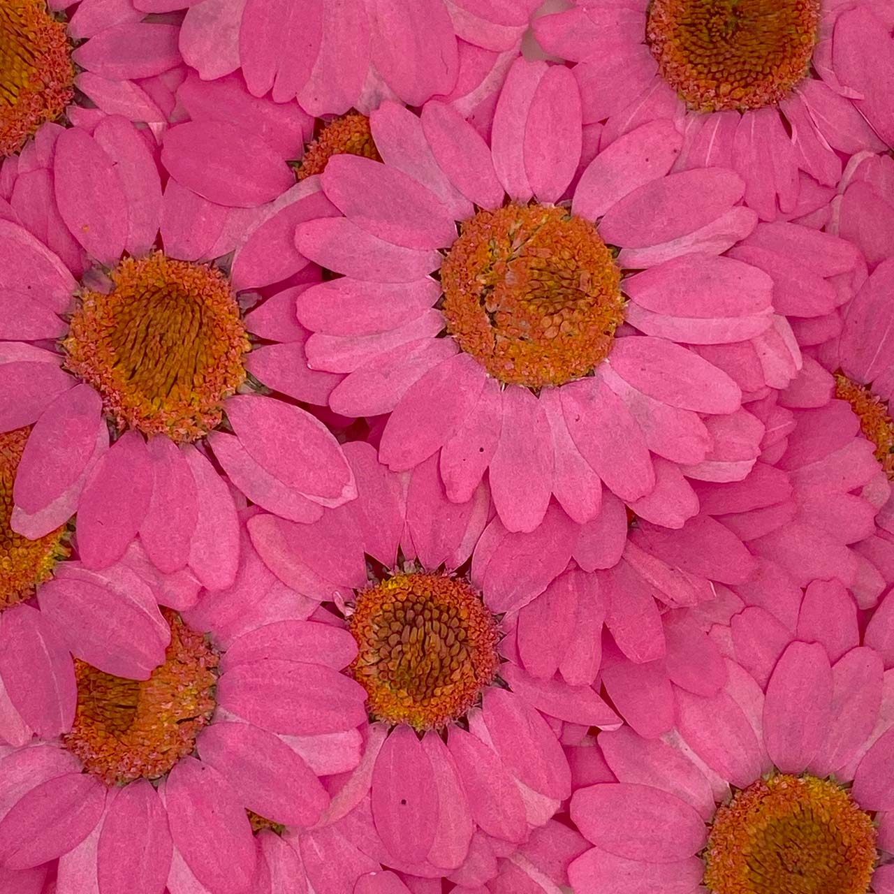 Close-up shot of bright pink daisy flowers.