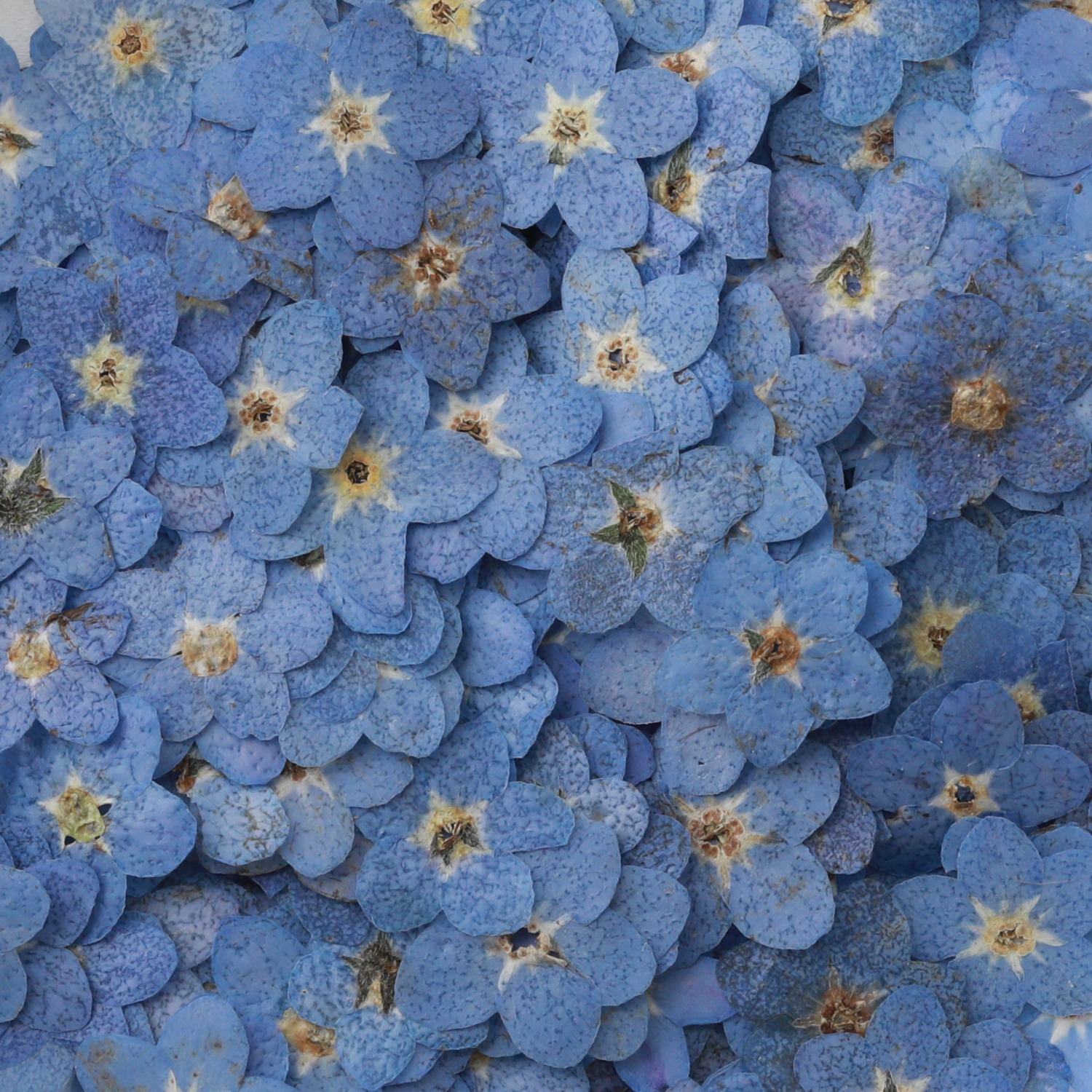 Close-up shot of blue forget-me-not flower petals.