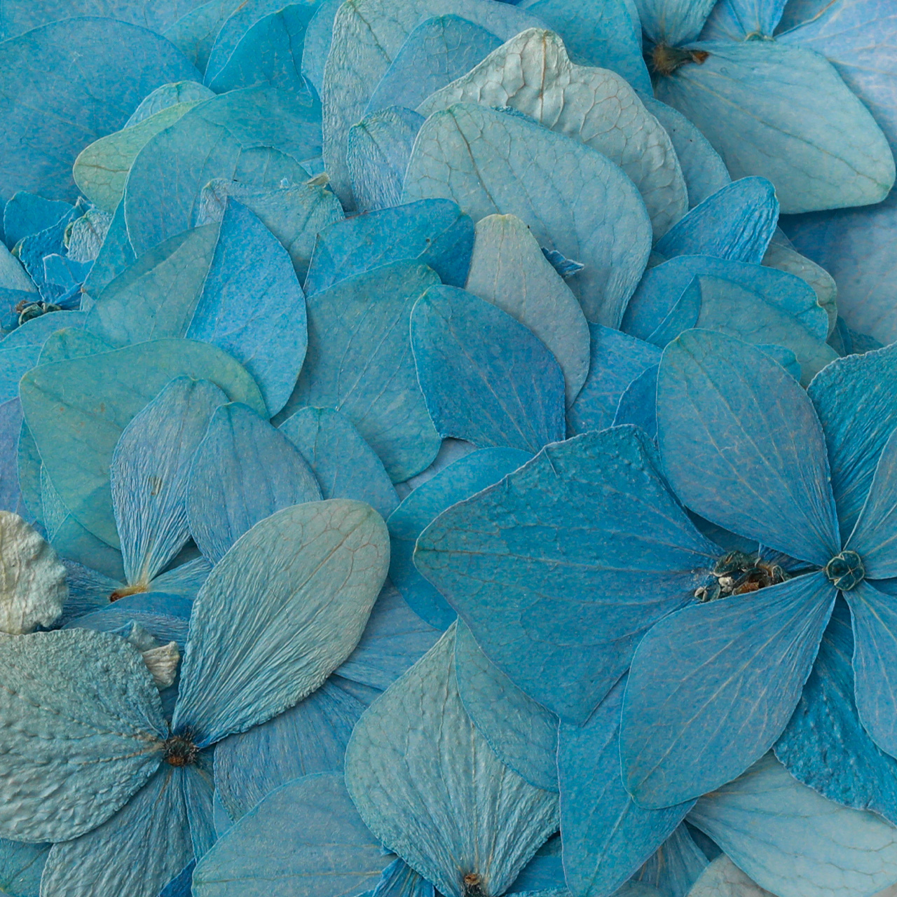 Close-up shot of bright pastel blue hydrangea flower petals.