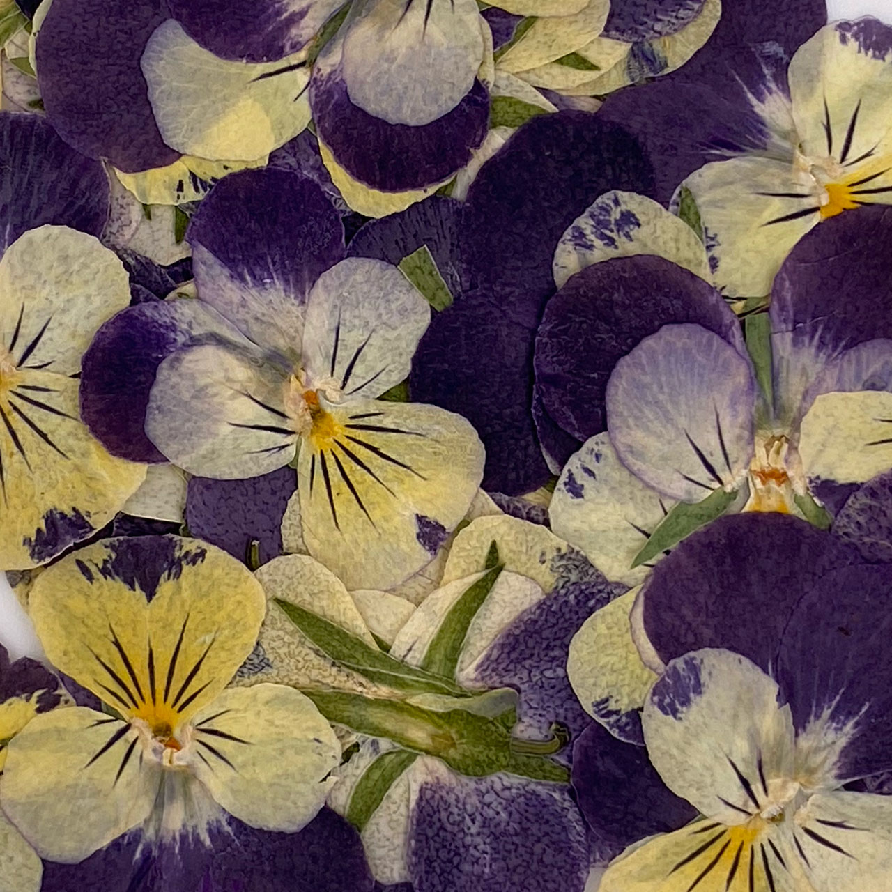 Close-up shot of white, yellow, and purple violet flower petals.