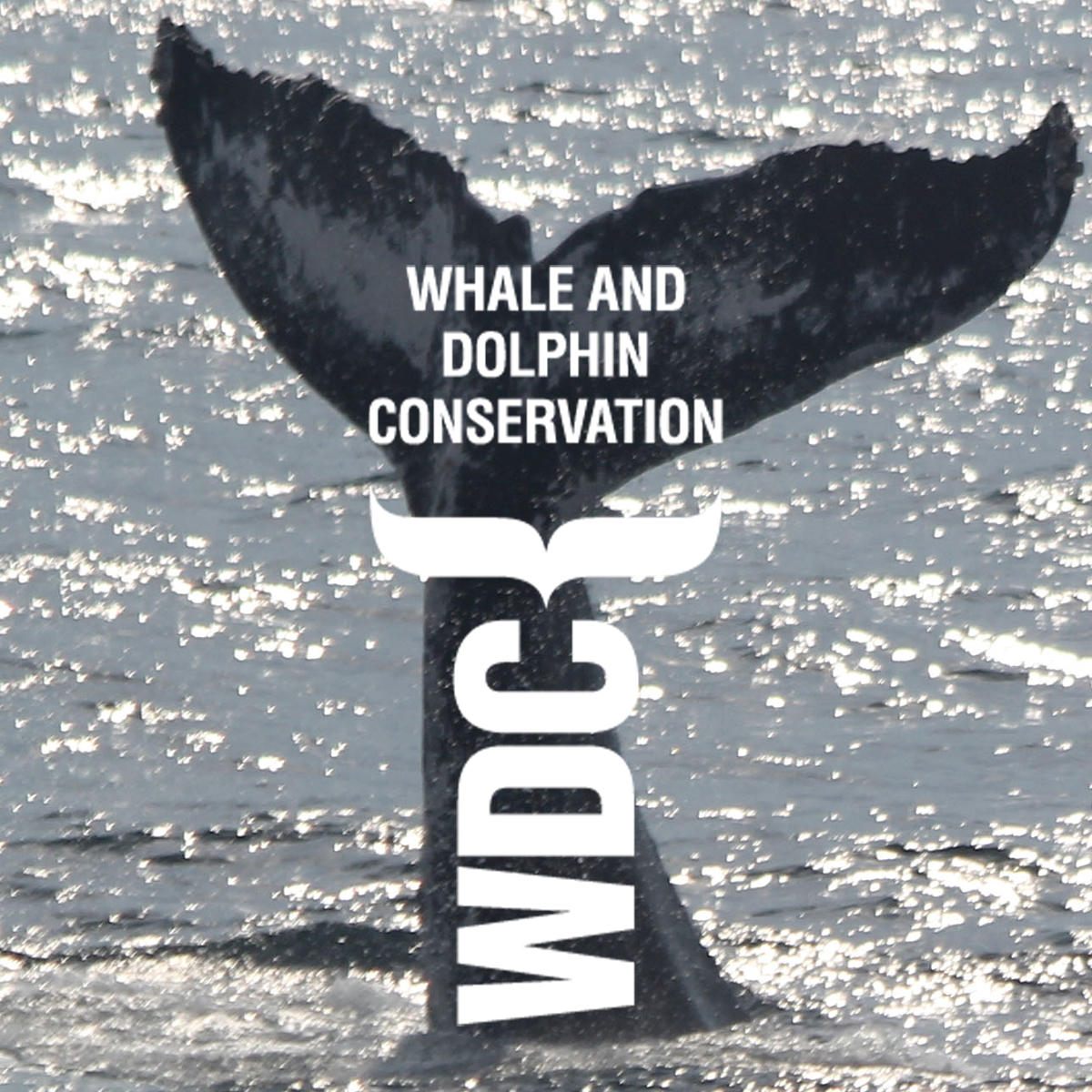 Image of Whale Tale going into ocean, with the Whale And Dolphin Conservation text overlaid on top.