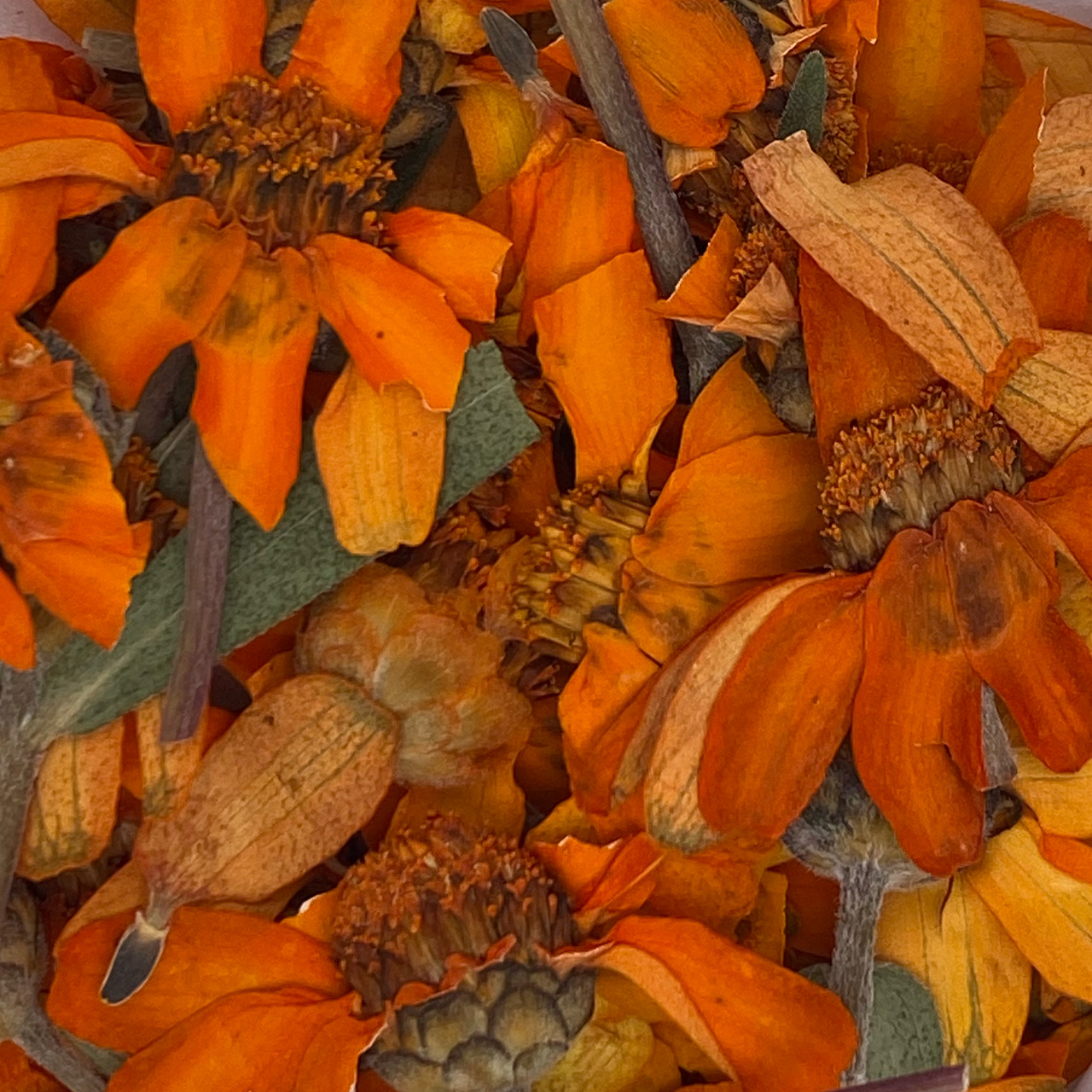 Close-up shot of bright medium and dark orange zinnia flower petals.
