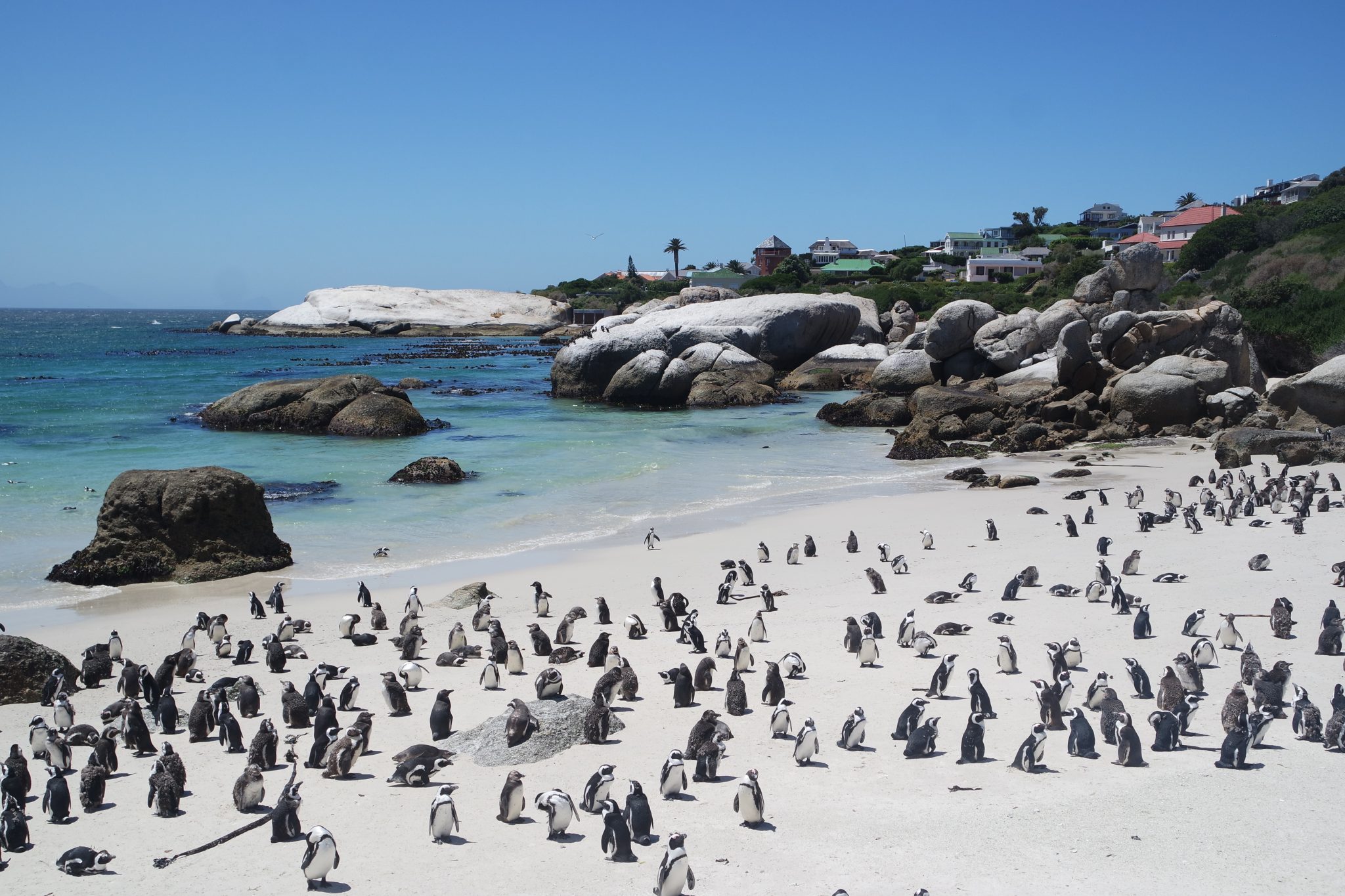 Boulders Beach, Cape Town, South Africa, penguin beach has sand in Dune Jewelry's Sandbank.
