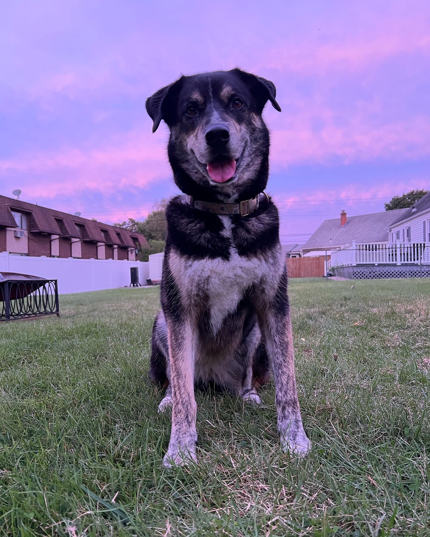 Dog owned by Sarah, the Studio Manager and Lead Production Sand Artist at Dune Jewelry looking at camera, purple skies.