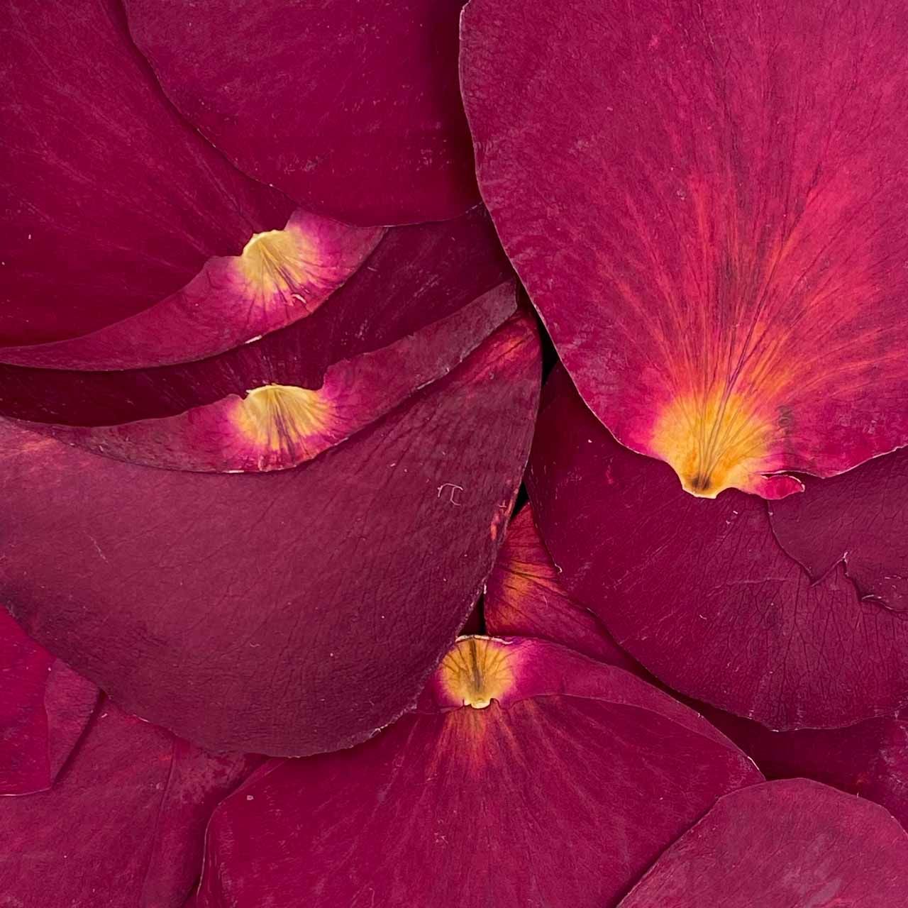 Dark Red Rose Petals