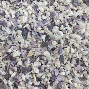 Quahog Wampum Shell