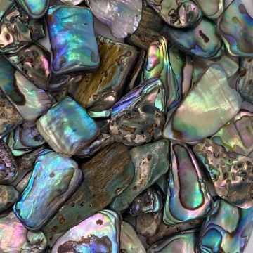 Abalone Shell