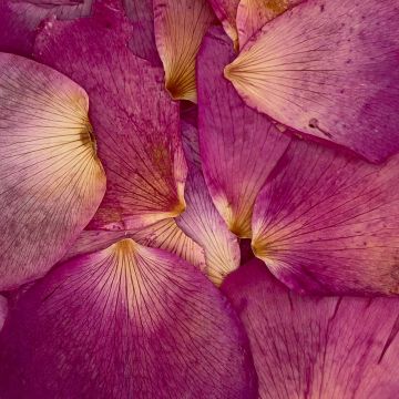 Beach Rose Flower Petals