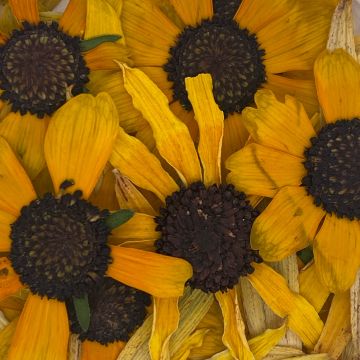 Black-Eyed Susan Flower Petals