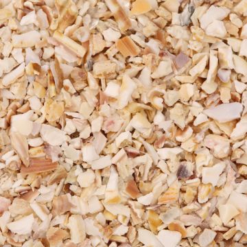 Shells from Sanibel Island