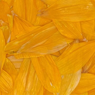 Sunflower Flower Petals