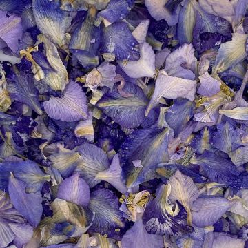 Larkspur Flower Petals
