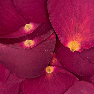 Rose - Dark Red Flower Petals