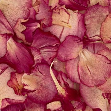Carnation - Dark Pink Flower Petals