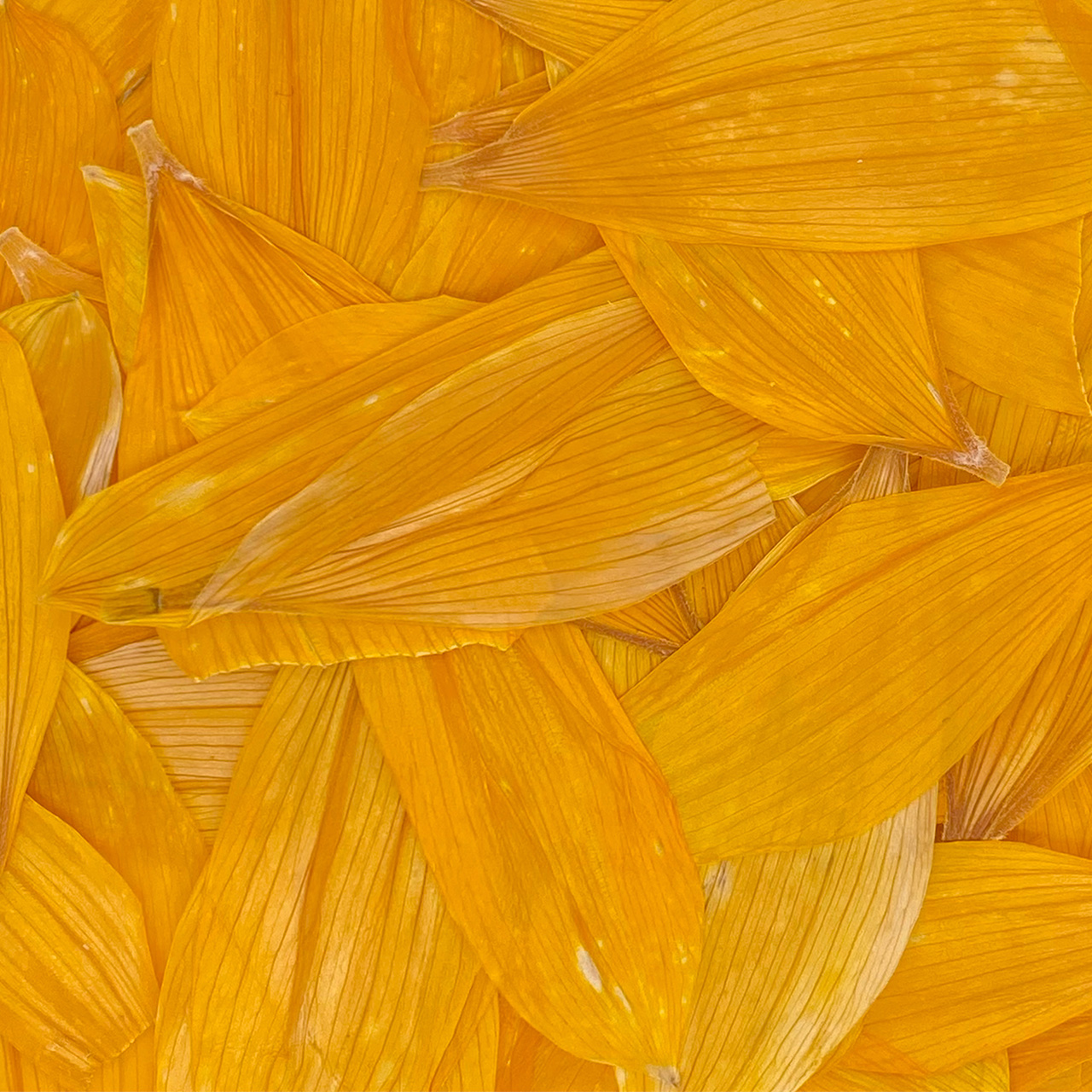 Sunflower Flower Petals